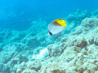 美しいトゲチョウチョウウオ（チョウチョウオ科）他。
英名、学名：Threadfin Butterflyfish (Chaetodon Auriga)
静岡県伊豆半島賀茂郡南伊豆町中木ヒリゾ浜2024年
