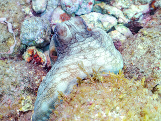 岩の間に隠れる大きな美しいワモンダコ（マダコ科）。
逃げるために墨を吐いた。
英名、学名：Big Blue Octopus (Octopus cyanea)
静岡県伊豆半島賀茂郡南伊豆町中木ヒリゾ浜2024年
