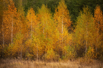 Autumn landscape. Golden birches against the background of green pines.
