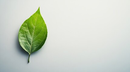 Copy space with a single leaf on a plain background.