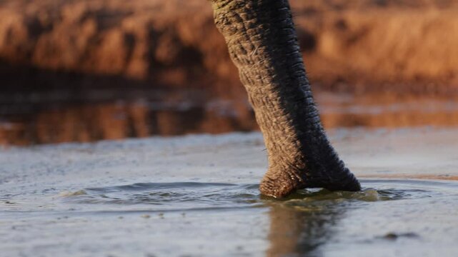 Slow motion an elephant trunk drinking water close-up.