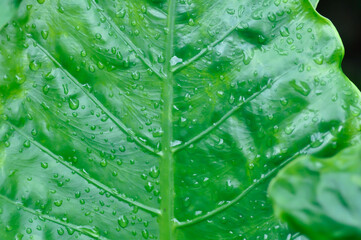 Alocasia, Alocasia macrorrhizos or Alocasia plant pr leaf background and rain droplet