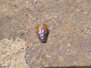 beetle on the ground