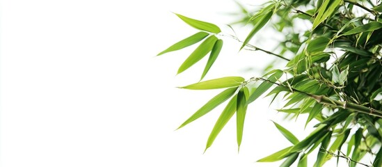 Obraz premium Picture Of A Bamboo On A White Background