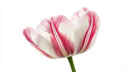 Fuchsia And White Tulip On White Background Isolated Flower Tulip Flower