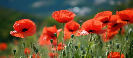 Obraz premium Red Poppies On The Field Poppy Wild Flowers