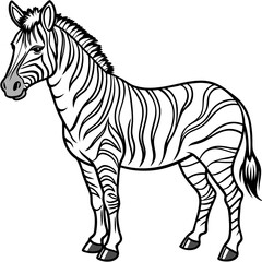 Zebra