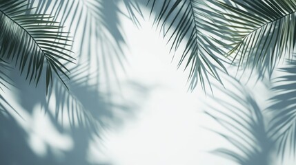 Fototapeta premium Abstract background featuring shadows of tropical palm leaves on a white wall perfect for summer vacation themes