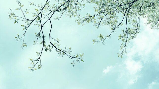 Branches On The Sky With Leaves And Grases