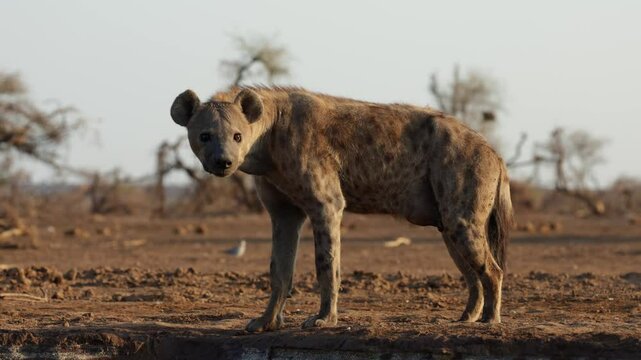 a spotted hyena coming in for a drink