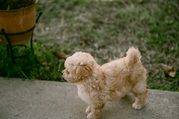 Tan maltese poodle shih tzu mix puppy outside