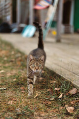 Close-up of a tabby cat with green eyes