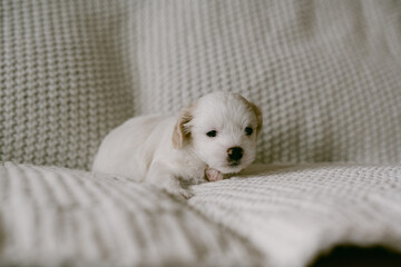 Cute small white puppy on blanket