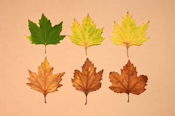 Color transformation of leaves. From green to brown
