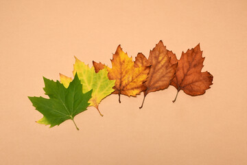 Color transformation of leaves. From green to brown