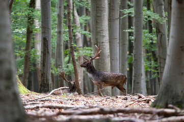 Dama dama and an important period of the year, the female rut.