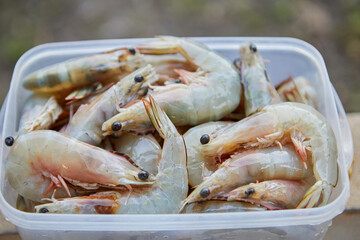 Fresh shrimp in plastic box