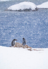 Gentoo penguins walking. Antarctica. South Pole