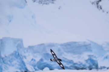 Single Cape Petrel flying. Antarctica. Landscape and seascape