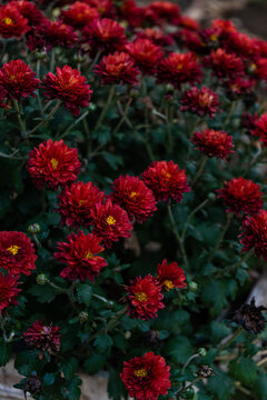 Deep red aster flowers in the garden