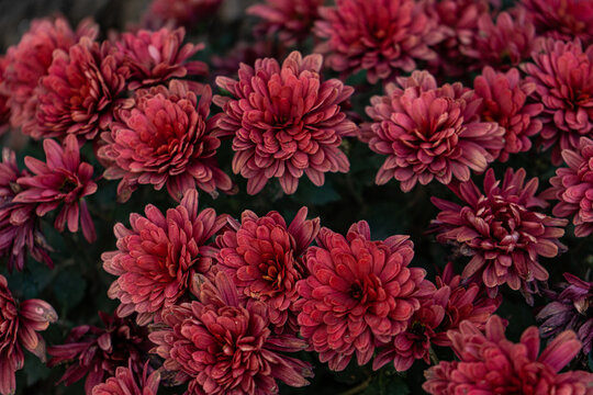 Deep red aster flowers in the garden