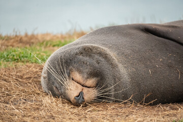 Just give me five more minutes, and the sea lion will be ready