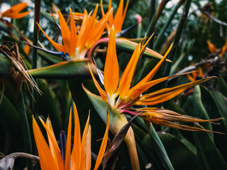 Bird of paradise flower