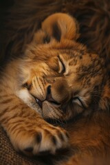 A baby lion is sleeping on a blanket. The blanket is brown and has a pattern. The lion is curled up and has its eyes closed