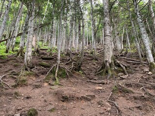 tree in the forest