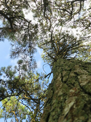Dennenboom, Pine