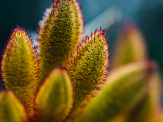 Kangaroo paw flower