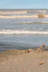 Waves Hitting Driftwood-Strewn Beach: Rugged Coastal Scene