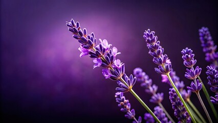 Close-up of a lavender flower against the dark purple background, flower closeup, botanical