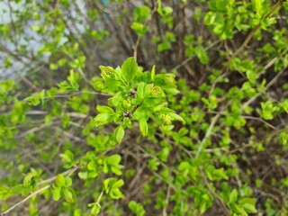 New green leaves sprouting on a bush in early spring sunshine