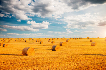 Fototapeta premium Harvesting straw bales in the agricultural field under blue sky with clouds.