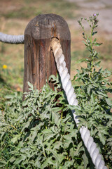 A wooden post with a rope tied to it