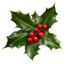 Green holly leaves with red berries, christmas decoration, isolated on png transparent background