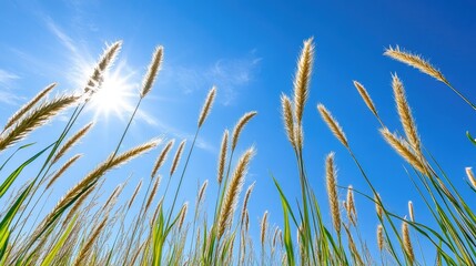 Fototapeta premium Tall grass swaying under a bright blue sky