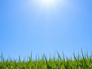 Fototapeta premium Lush green grass under a bright sun in a clear blue sky, nature, day, blue sky