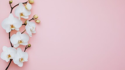 Delicate white orchid flowers on a soft pink background, creating a serene and elegant atmosphere perfect for any design.