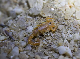 Skorpion (Parabuthus brevimanus)