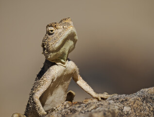 Krötenkopfagame (Agama aculeata)