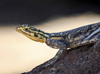 Namibische Felsenagame (Agama planiceps)
