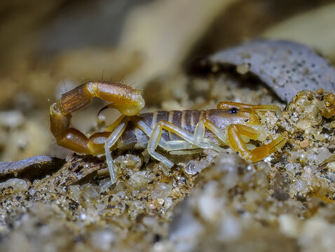 Skorpion (Parabuthus brevimanus)