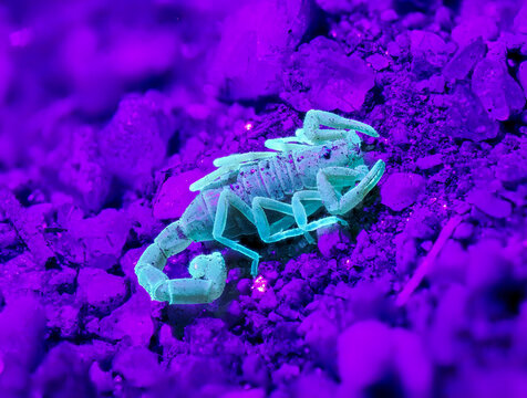 Skorpion (Parabuthus brevimanus)