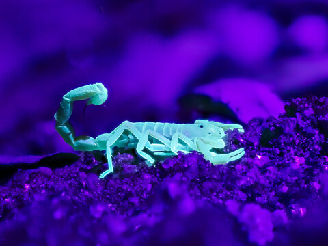 Skorpion (Parabuthus brevimanus)