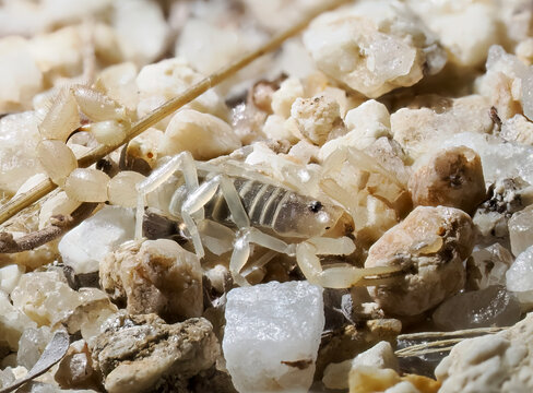 Skorpion (Parabuthus brevimanus)