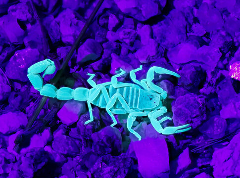 Skorpion (Parabuthus brevimanus)