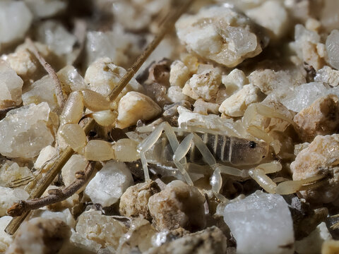 Skorpion (Parabuthus brevimanus)