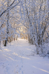 Snowy hiking path forest  with rime frost a cold winter day